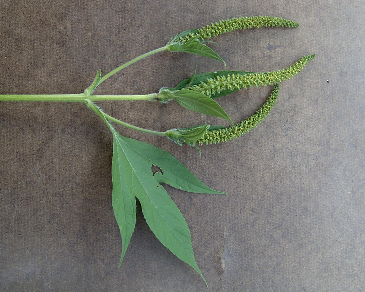 Giant ragweed leaf and seedhead